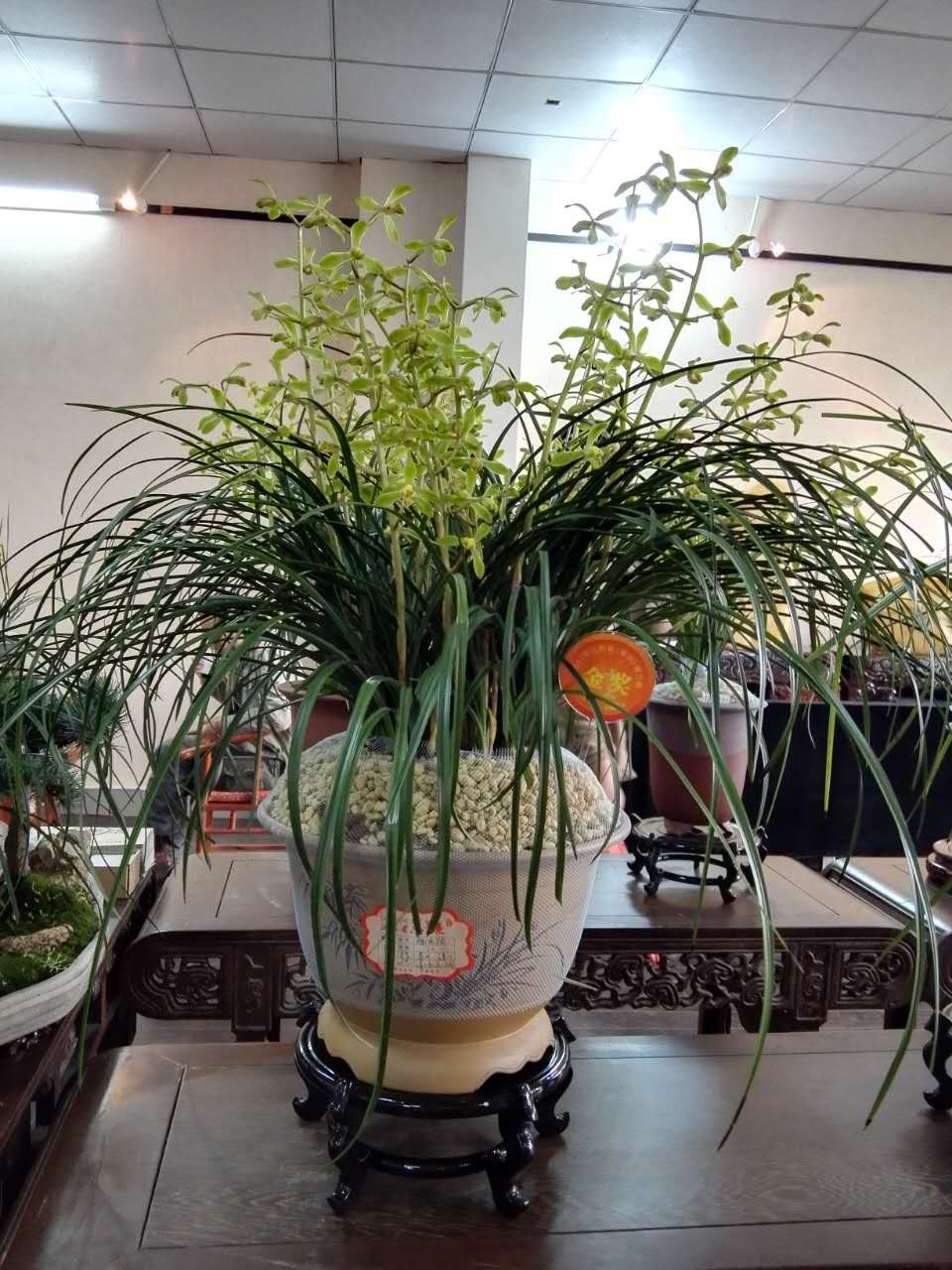 春季兰展靖江兰花成绩不俗